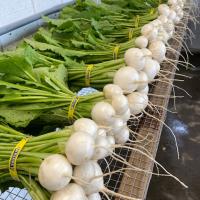 Turnip, Salad Bunch 2 bunches *Local