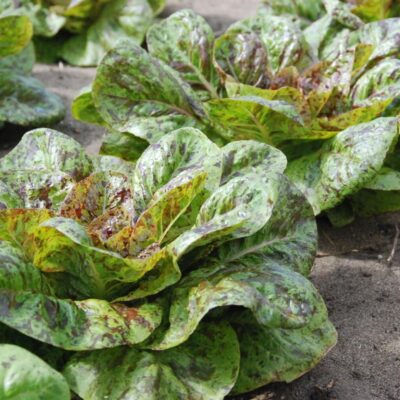 Butterhead Lettuce ORG Local 2 count