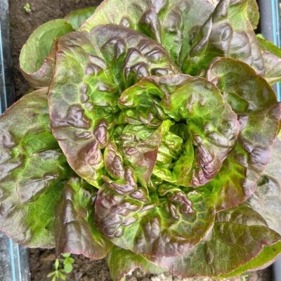 Lettuce, Mini Heads Bibb/Romaine, local 4 heads