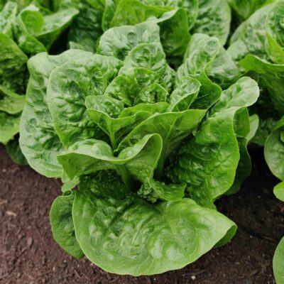 Lettuce, Romaine Org Local 2 heads